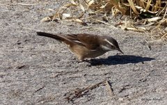 Cinclodes olrogi