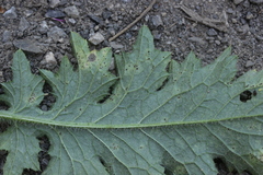 Puccinia calcitrapae