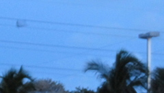 Chordeiles gundlachii