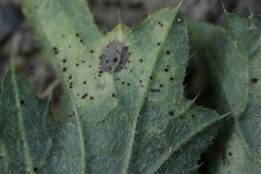 Puccinia calcitrapae
