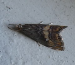 Glaucocharis chrysochyta