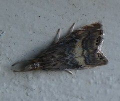 Glaucocharis chrysochyta