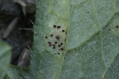 Puccinia calcitrapae