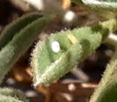 Icaricia icarioides missionensis