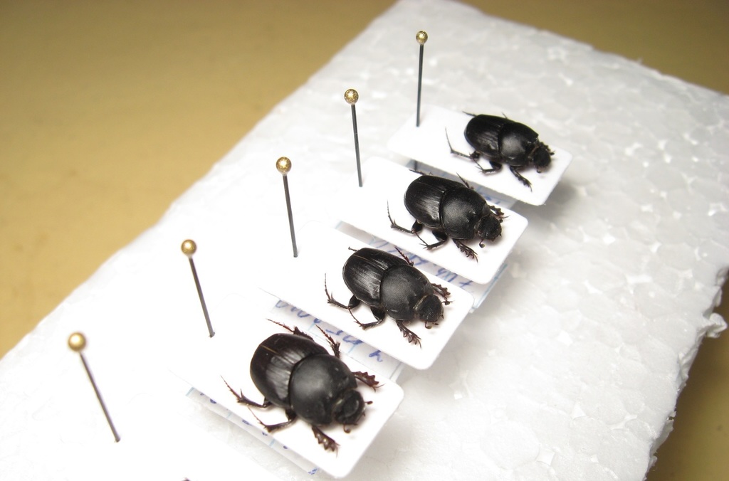 Onthophagus vitulus