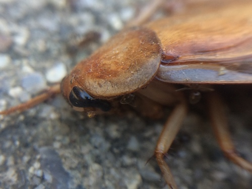 Turkestan Cockroach photo 3