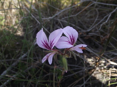 Pelargonium elegans