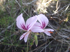Pelargonium elegans