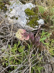 Hylotelephium maximum ruprechtii