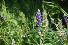 Lupinus polyphyllus