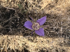 Calochortus macrocarpus macrocarpus
