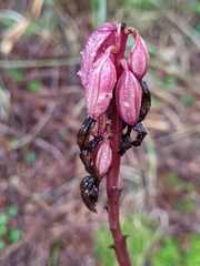 Corallorhiza maculata