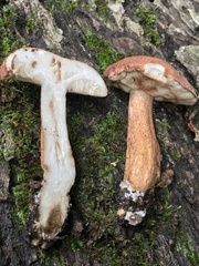 Tylopilus ferrugineus