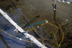 Calopteryx amata