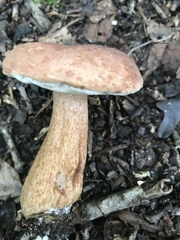 Tylopilus ferrugineus