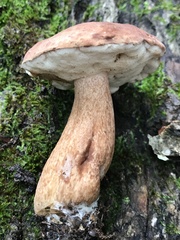 Tylopilus ferrugineus