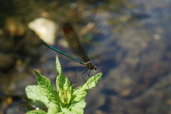 Calopteryx amata