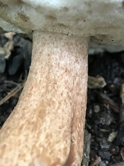Tylopilus ferrugineus