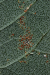 Coleosporium senecionis