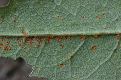 Coleosporium senecionis