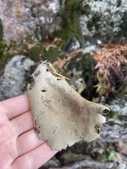 Umbilicariomycetidae