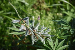 Lupinus polyphyllus