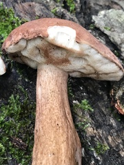 Tylopilus ferrugineus