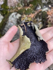 Umbilicariomycetidae