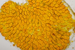 Coleosporium senecionis