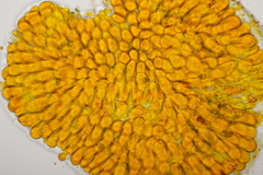 Coleosporium senecionis