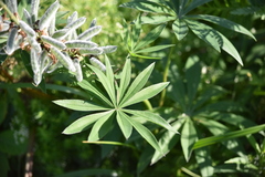 Lupinus polyphyllus