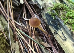 Galerina triscopa
