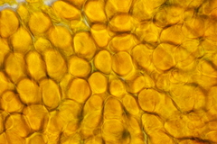 Coleosporium senecionis