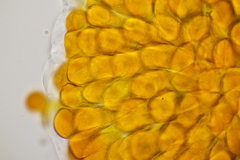 Coleosporium senecionis