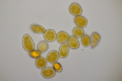 Coleosporium senecionis