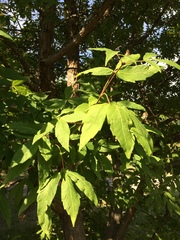Acer triflorum