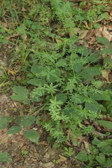 Galium sylvaticum