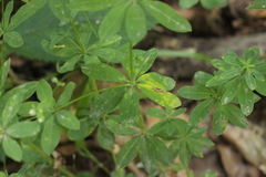 Galium sylvaticum