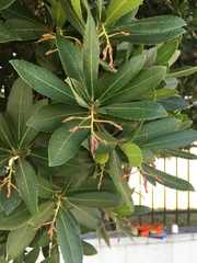 Arbutus unedo