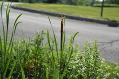 Typha latifolia