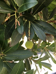 Arbutus unedo