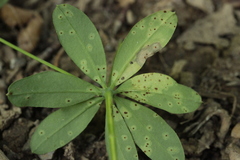 Puccinia punctata