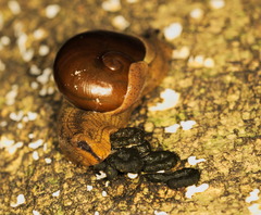 Megaustenia imperator