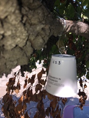 Pyrus