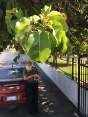 Pyrus