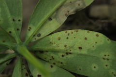 Puccinia punctata