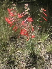 Ipomopsis aggregata collina