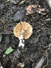 Entoloma unicolor