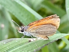Ancyloxypha