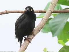 Ploceus nigerrimus